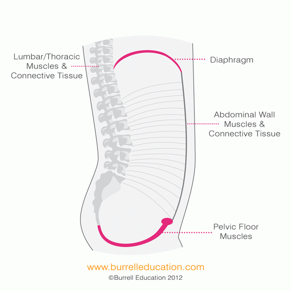 breath-cycle-for-pf-and-diaphragm